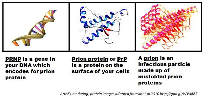 What are prions?