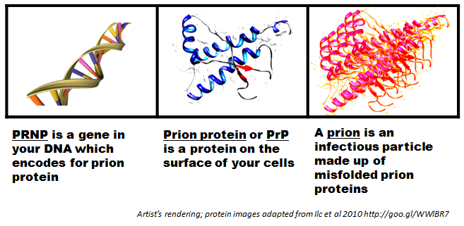 http://www.prionalliance.org/wp-content/uploads/2013/11/prnp-prp-prion.png