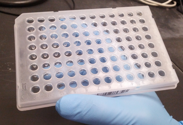 A 96-well plate. In high-throughput screening, robotics are used to test hundreds of plates like these full of different chemical compounds.